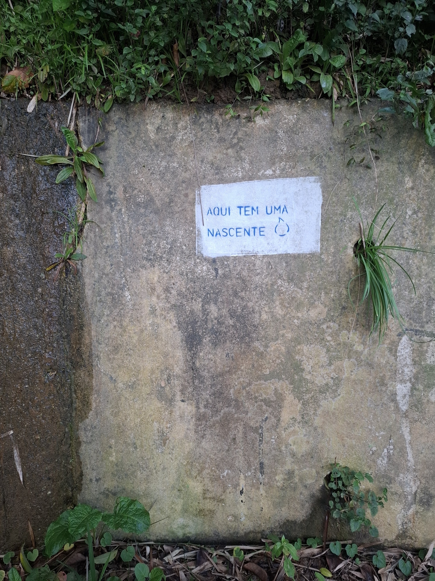 <p><em>Aqui tem uma nascente II</em> [There&rsquo;s a spring here II], 2025, Samsung Galaxy photograph. Photo by Sof&iacute;a Steinvorth.</p>